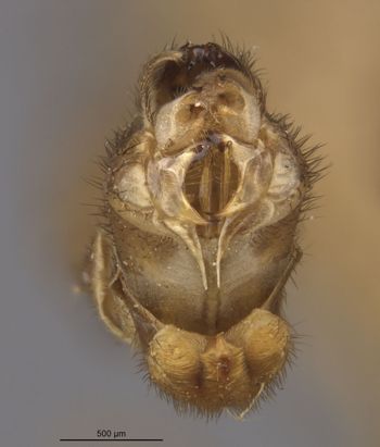 Media type: image;   Entomology 10301 Aspect: genitalia